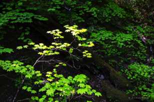 Vine Maples-4024.jpg Vine Maples-4024.jpg